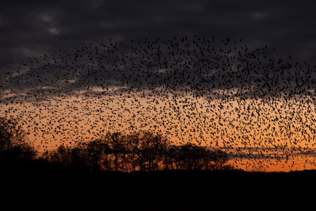 AWW Nature 021