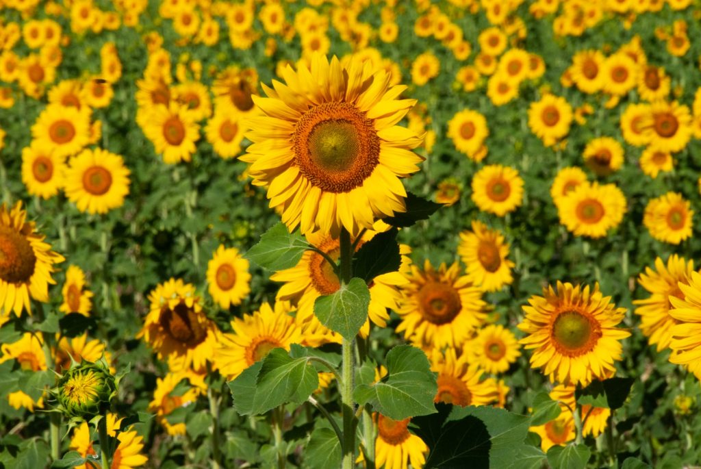AWW Nature 039