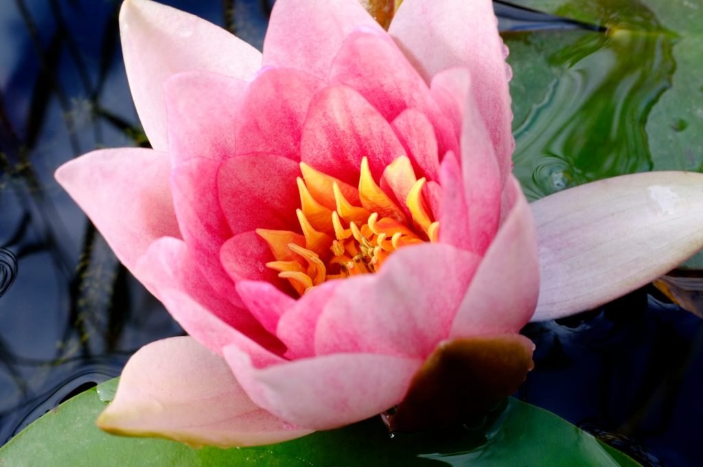AWW Nature 047