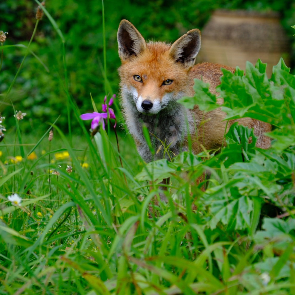 AWW Nature 050