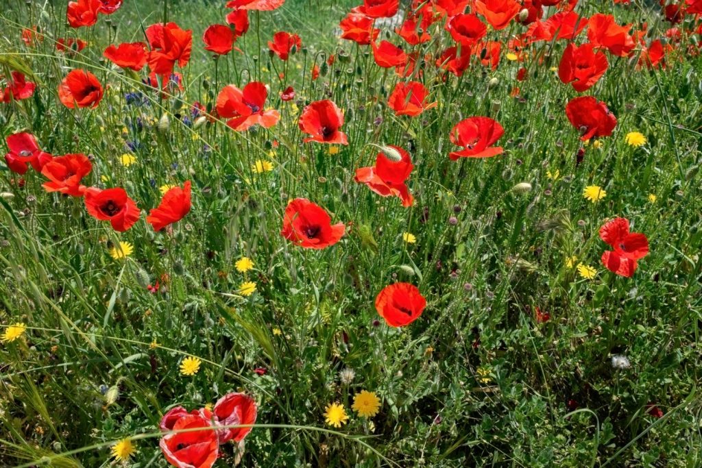 AWW Nature 052
