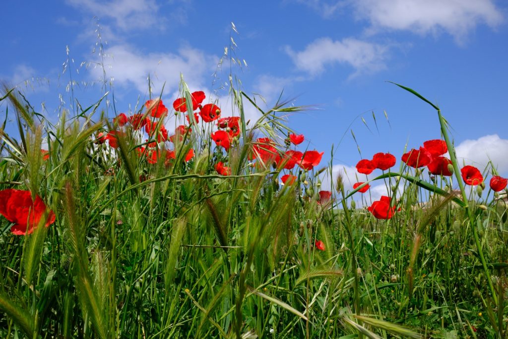 AWW Nature 053