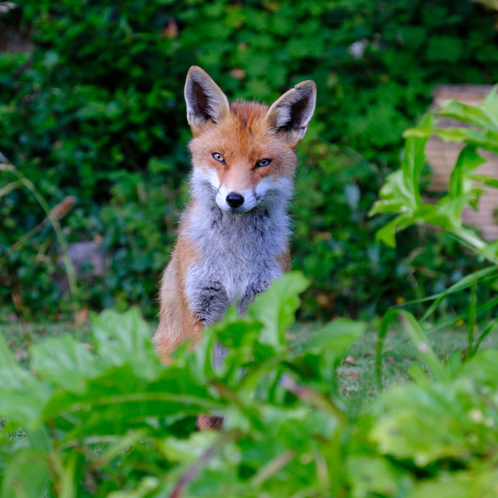 AWW Nature 056