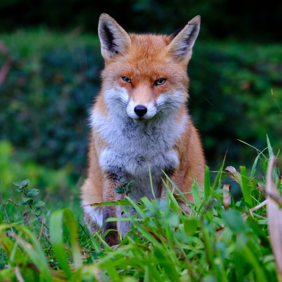 AWW Nature 063