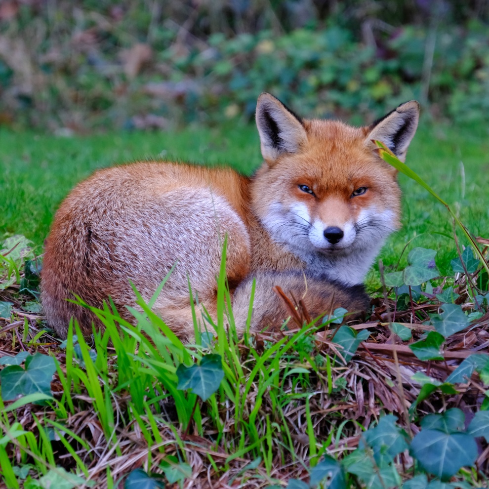 AWW Nature 064