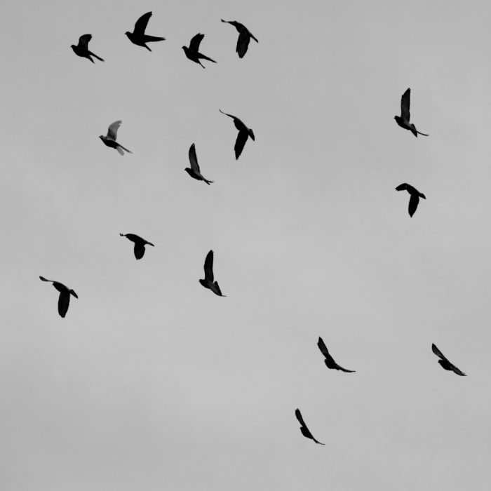 AWW Nature 067