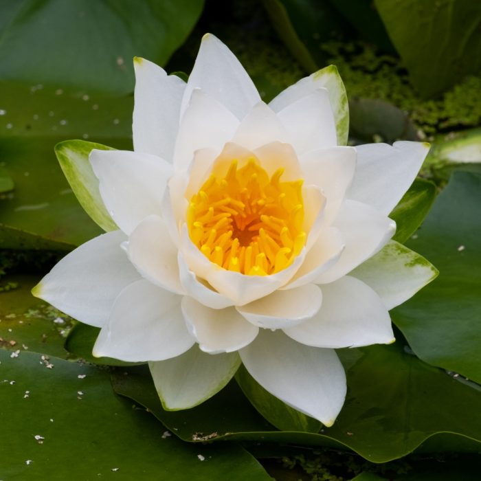 AWW Nature 077