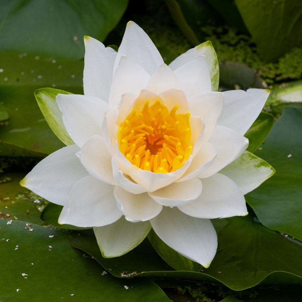 AWW Nature 077