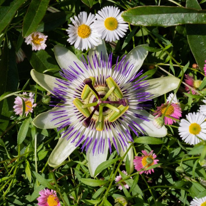 AWW Nature 078