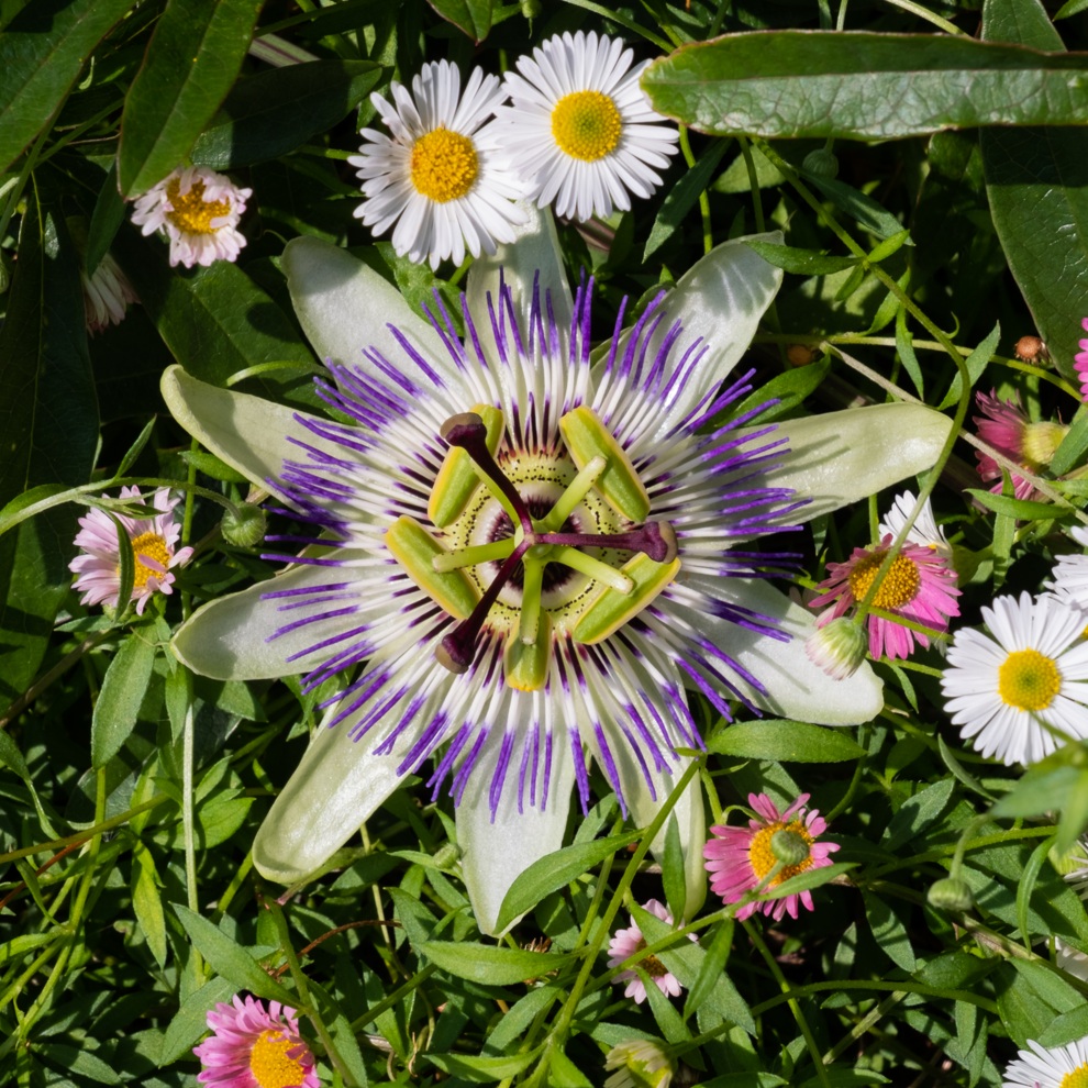 AWW Nature 078