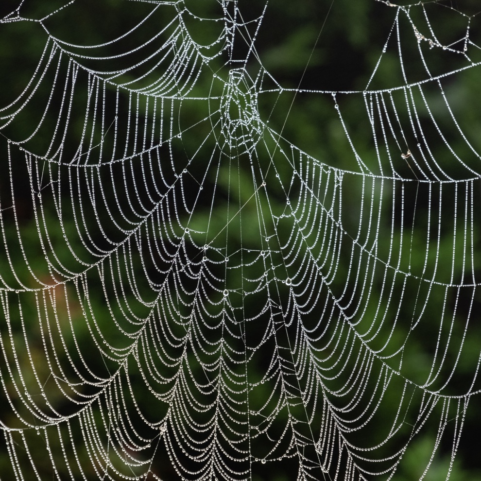 AWW Nature 079