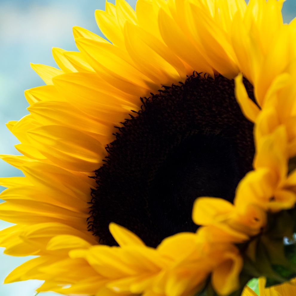 AWW Nature 081