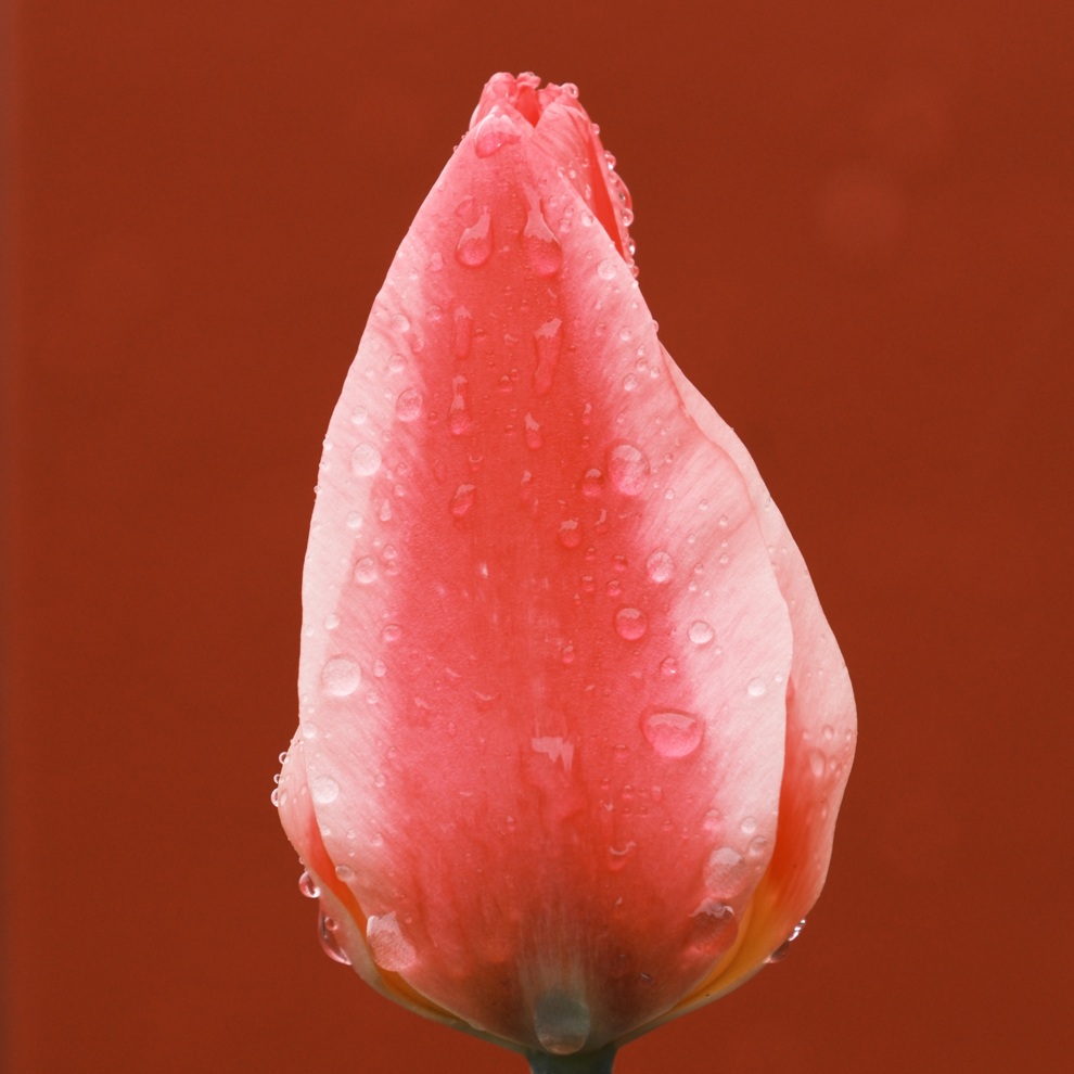 AWW Nature 086