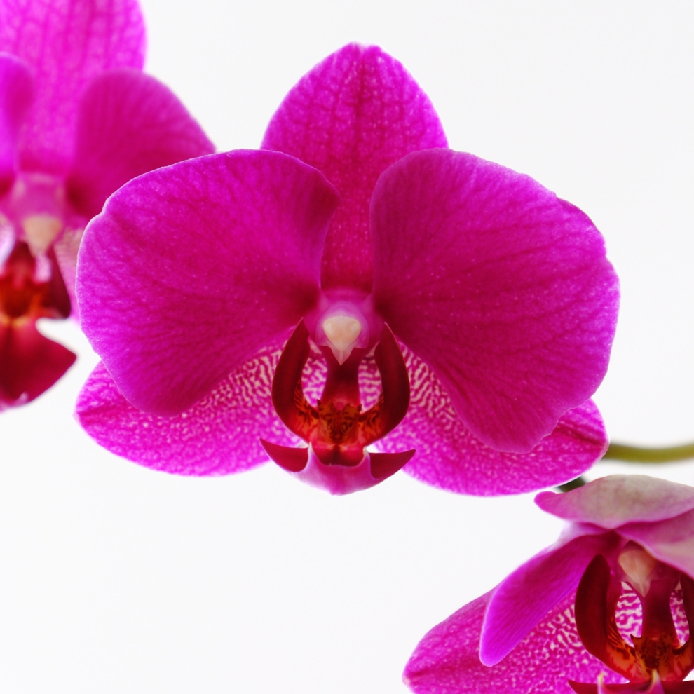 AWW Nature 095