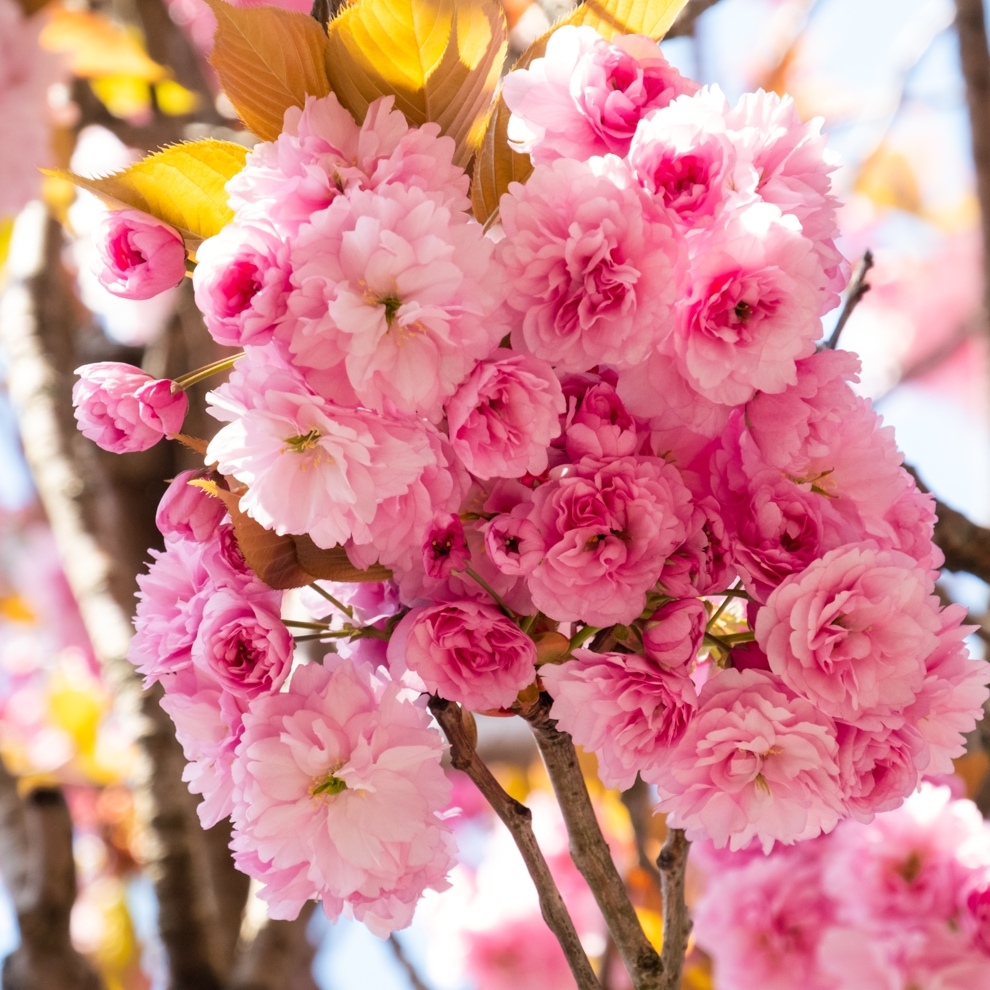 AWW Nature 098