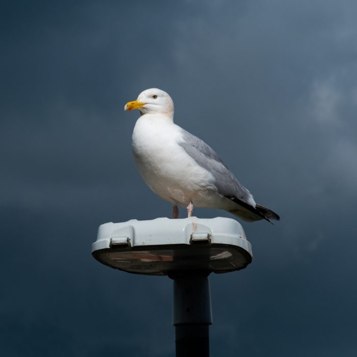 AWW Nature 100