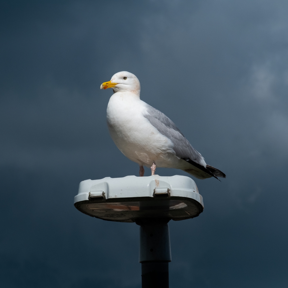 AWW Nature 100
