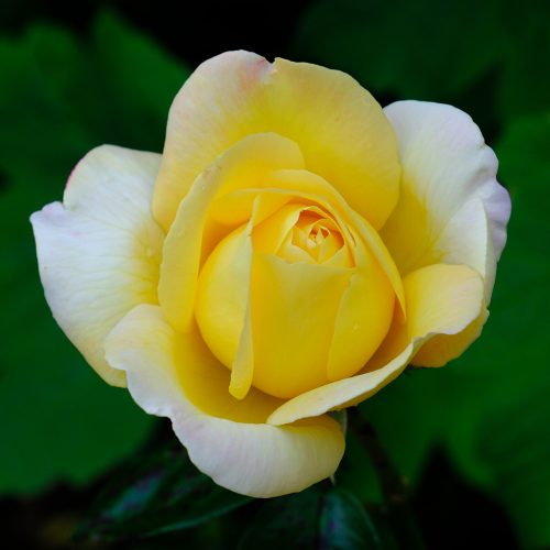 DSCF2157 sharp raw 990